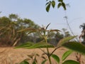 Soft leaves of Vitex negundo Nirgundi plant.